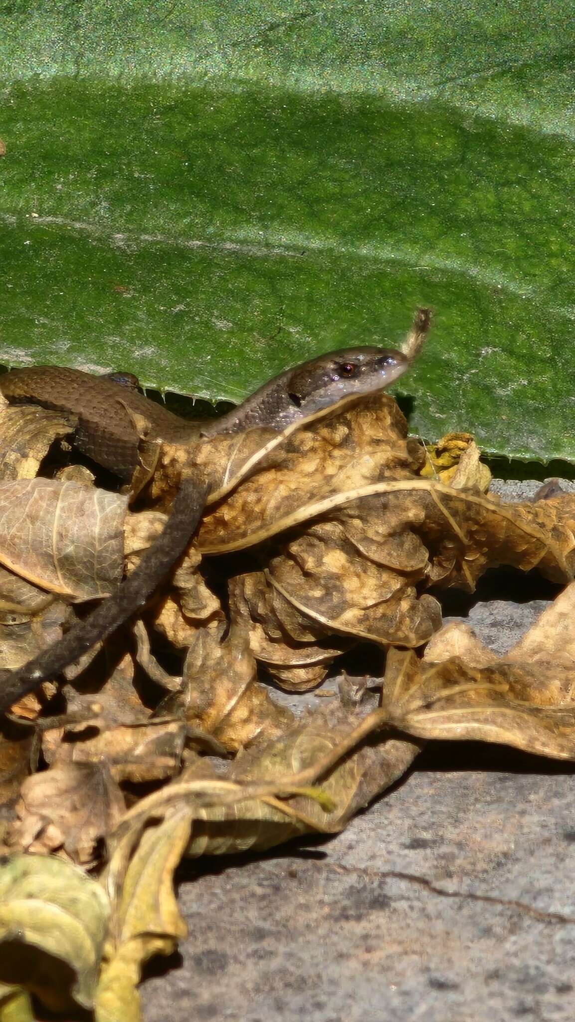 Imagem de Cercosaura parkeri (Ruibal 1952)