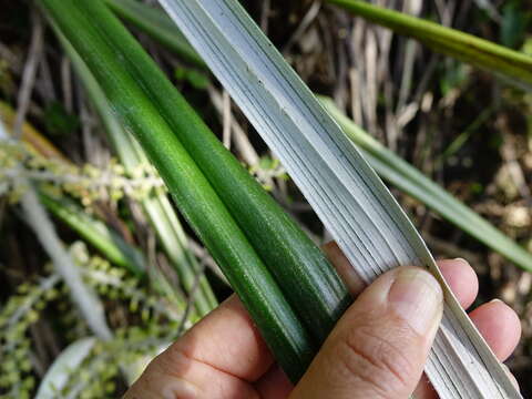 Astelia banksii A. Cunn.的圖片