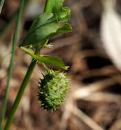 Image of Medicago murex Willd.