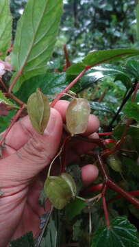 Image of Begonia malabarica Lam.