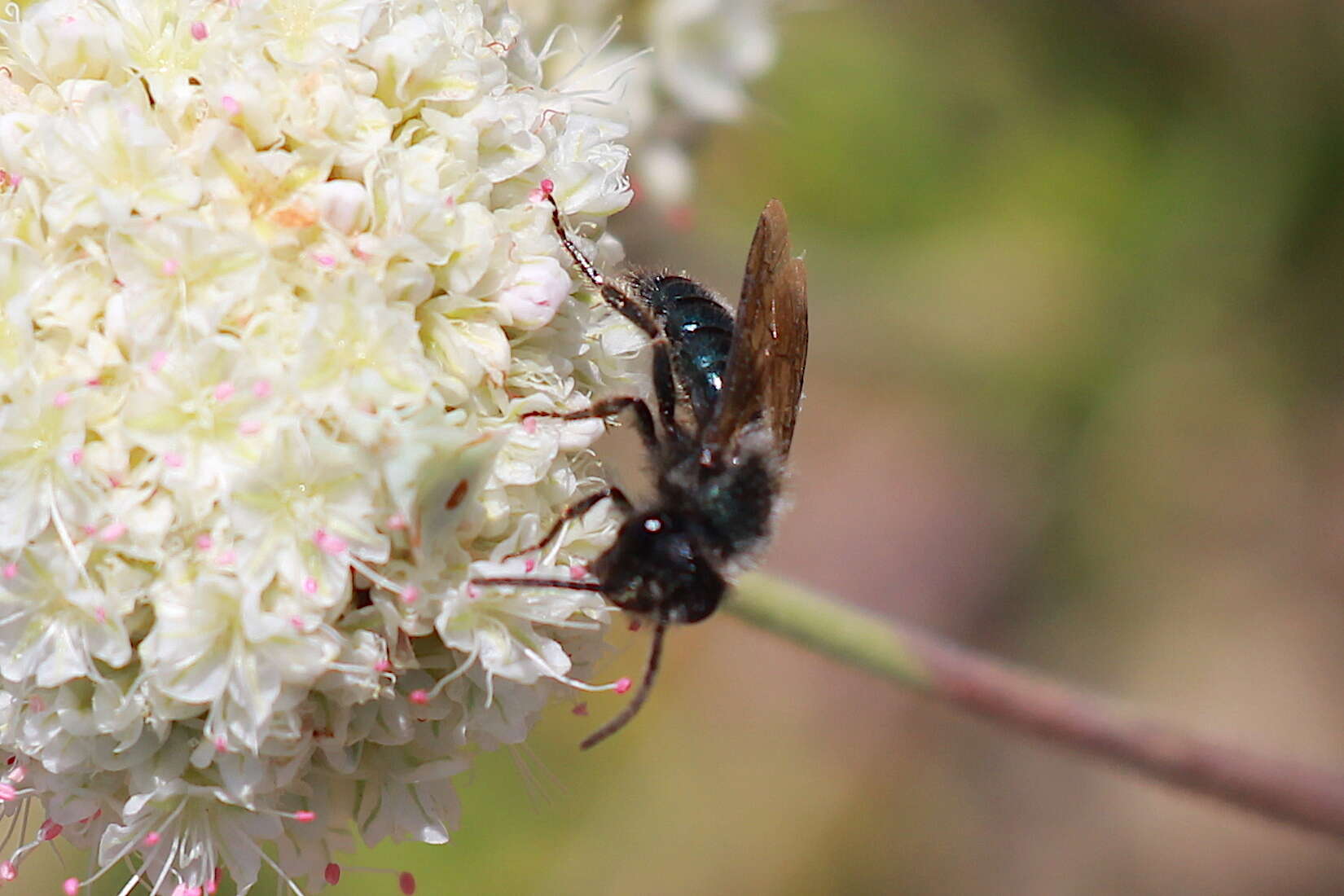 Image de Andrena cerasifolii Cockerell 1896