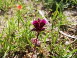 Image of Lamium orientale (Fisch. & C. A. Mey.) E. H. L. Krause