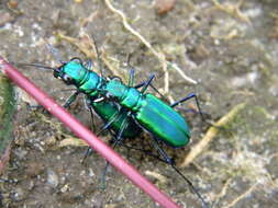 Plancia ëd Cicindela (Calochroa) whithillii (Hope 1838)