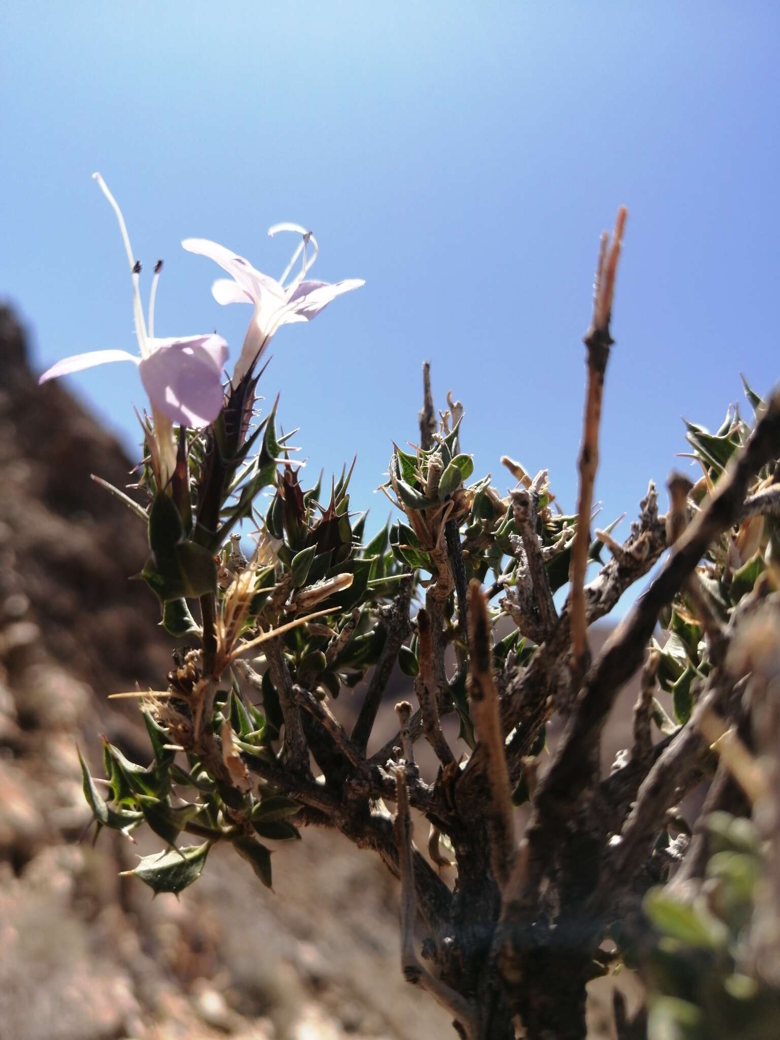 Image de Barleria rigida Willd. ex Nees