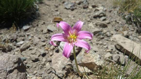 Слика од Rhodophiala rhodolirion (Baker) Traub