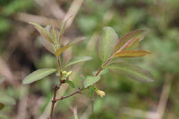 Image of Lonicera caerulea subsp. pallasii (Ledeb.) Browicz