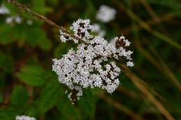 Stevia tomentosa Kunth resmi