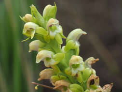 Image of Satyrium microrrhynchum Schltr.