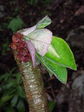 Euphorbia denisiana Guillaumin resmi