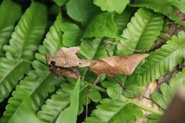 Image of Deroplatys desiccata Westwood 1839