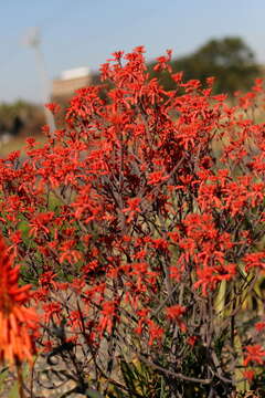 Image of Aloe branddraaiensis Groenew.