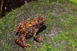 Image of Bleeding Toad