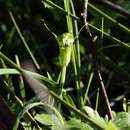 Image of Pterostylis bryophila D. L. Jones