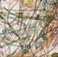 Image of Chaetomium globosum Kunze 1817