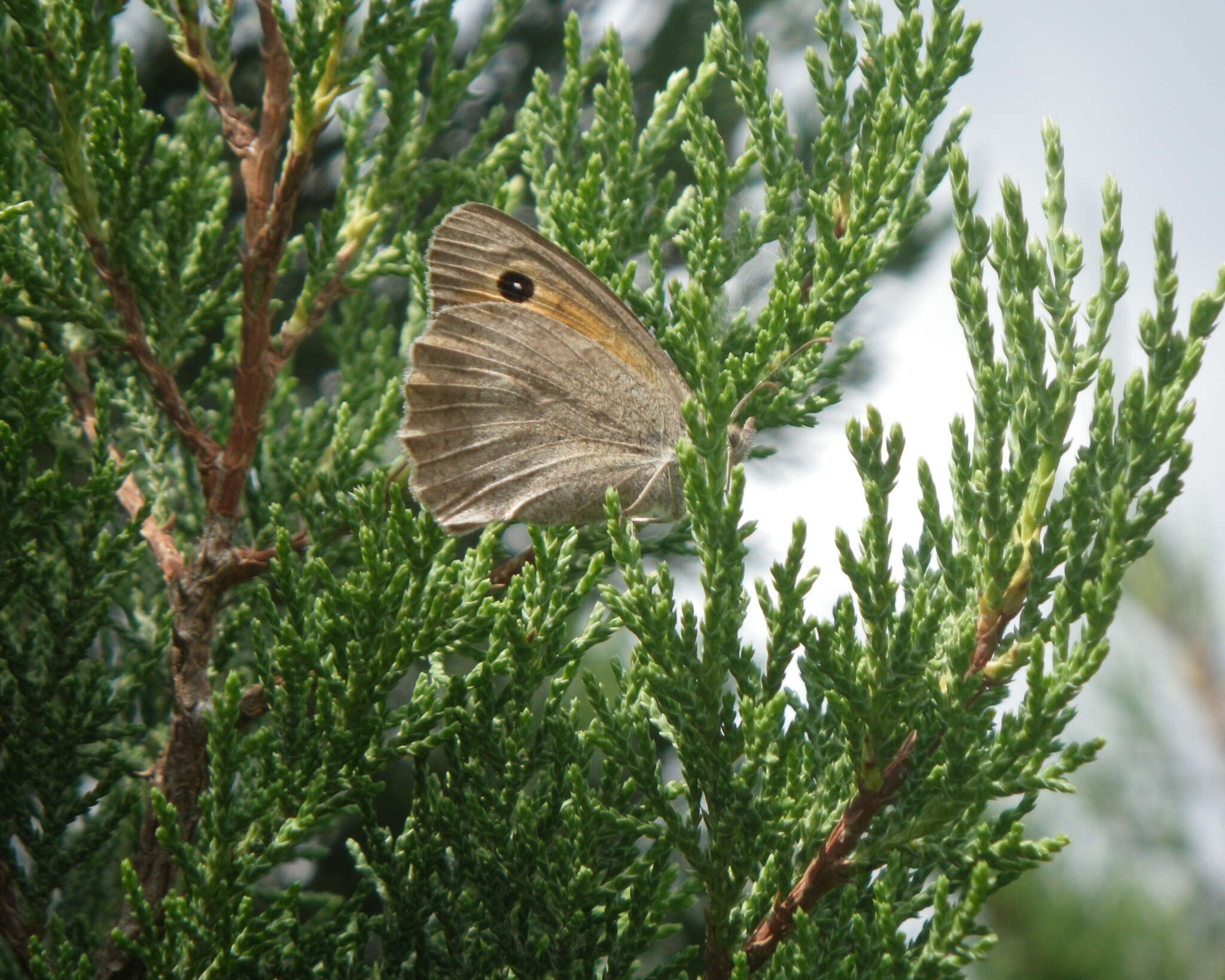 Image of Hyponephele lupinus Costa 1836