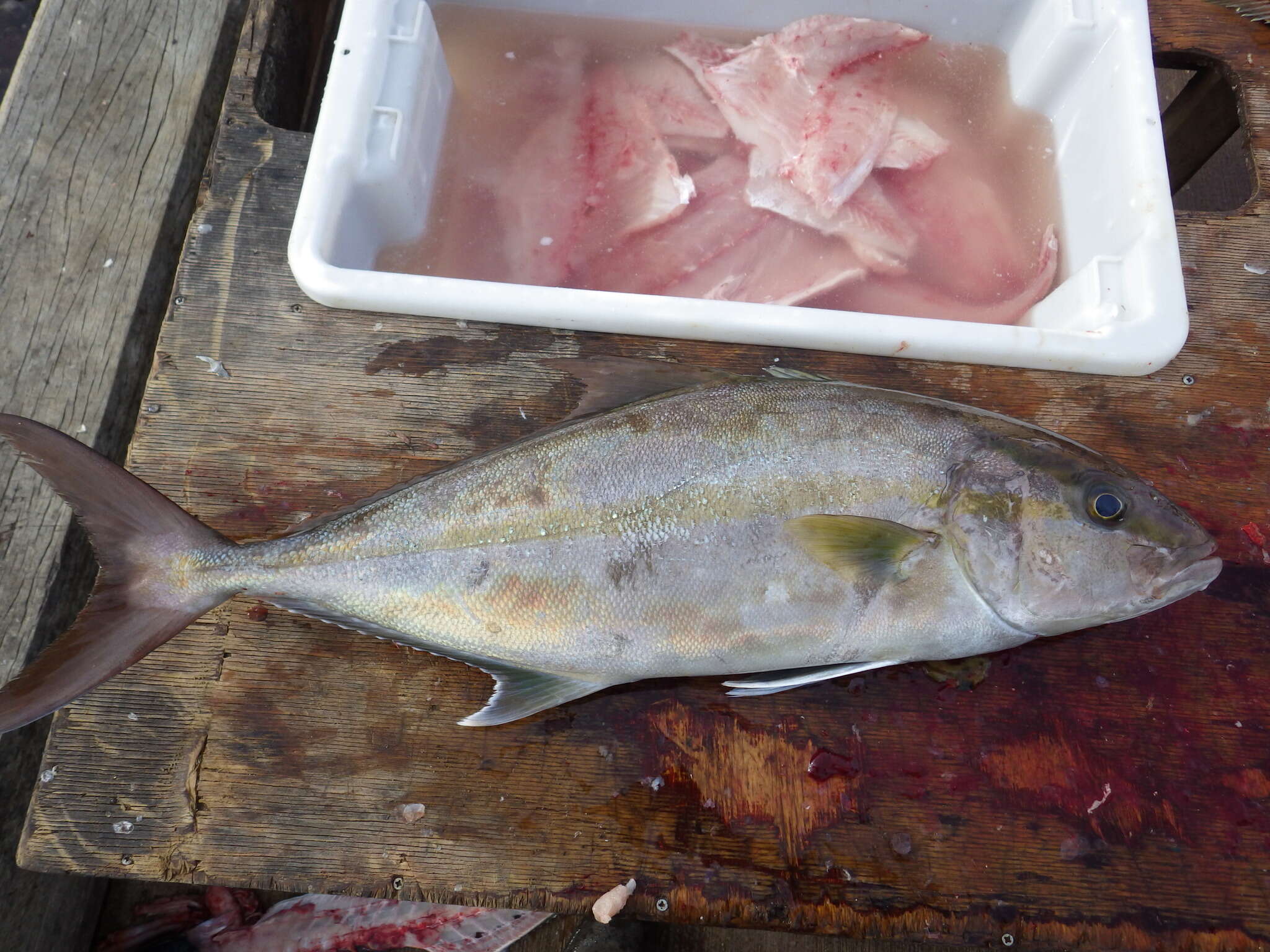 Image of Almaco Amberjack