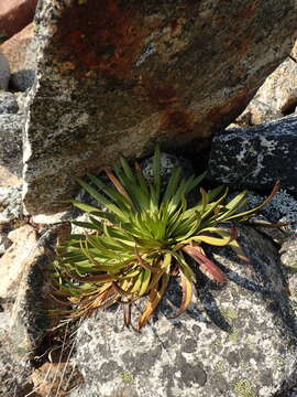 Image de Gentianella weberbaueri (Gilg) Fabris