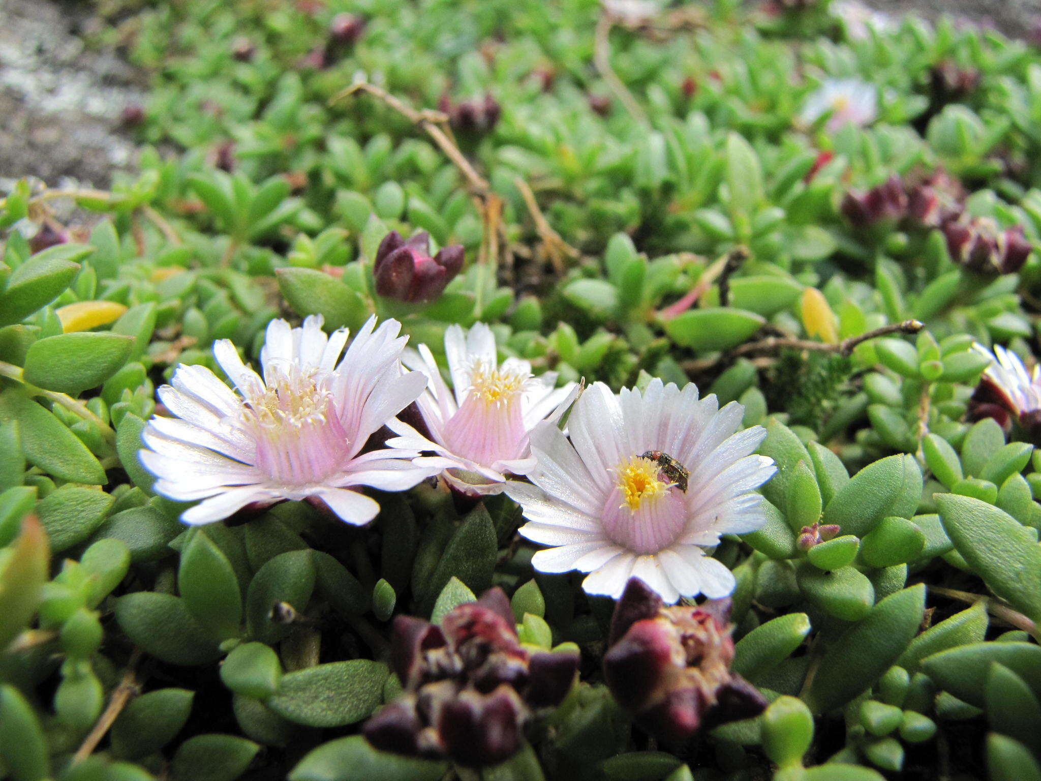 Imagem de Delosperma katbergense L. Bol.