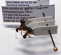 Image of Narrow headed ant