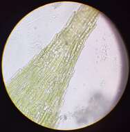 صورة Brachythecium salebrosum W. P. Schimper ex B. S. G. 1853