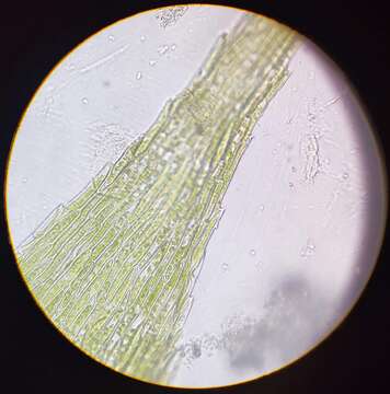 Image of brachythecium moss