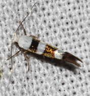 Image of Argyresthia brockeella Hübner 1805