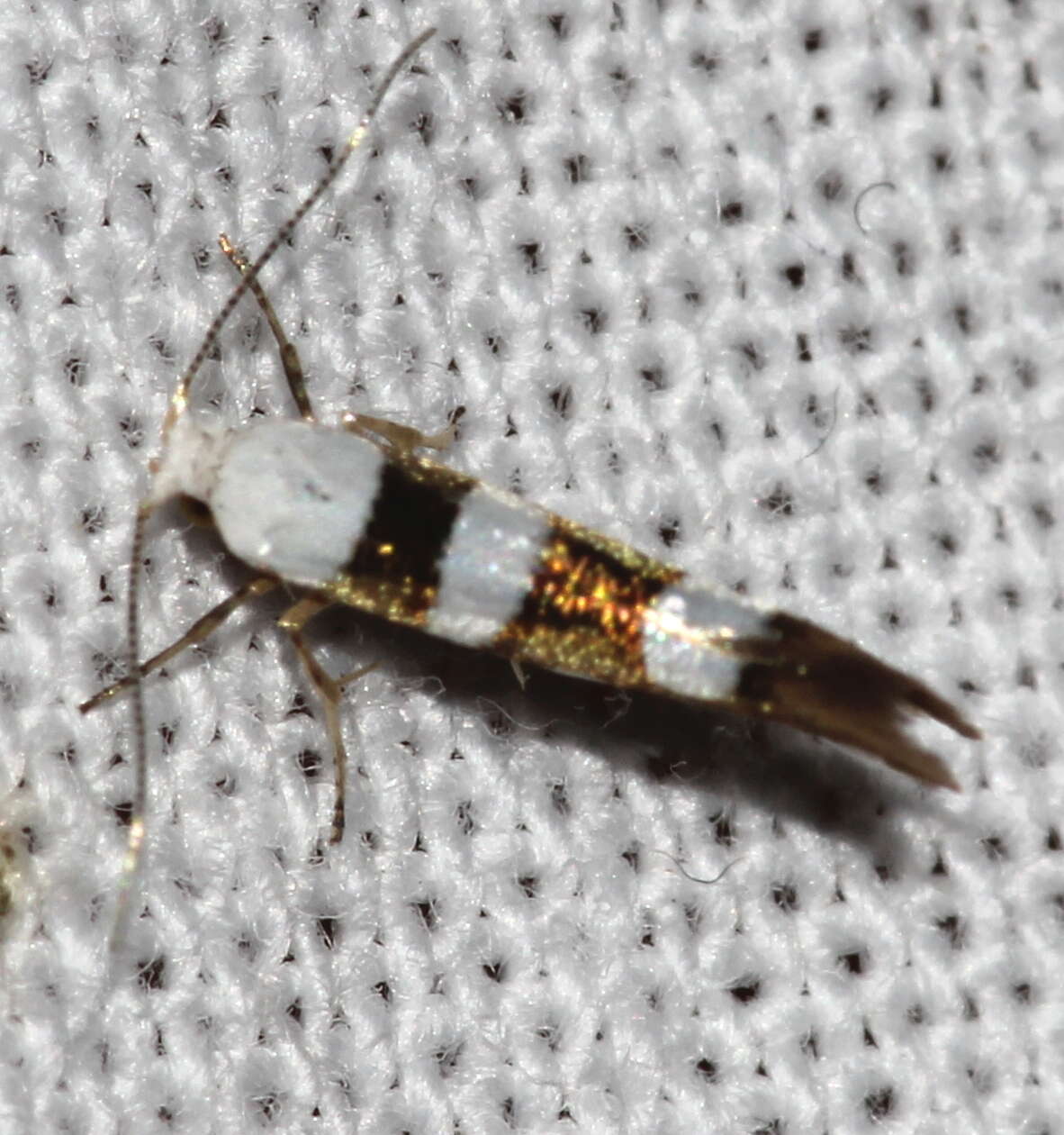 Image of Argyresthia brockeella Hübner 1805