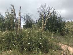 Image of Peninsular beargrass