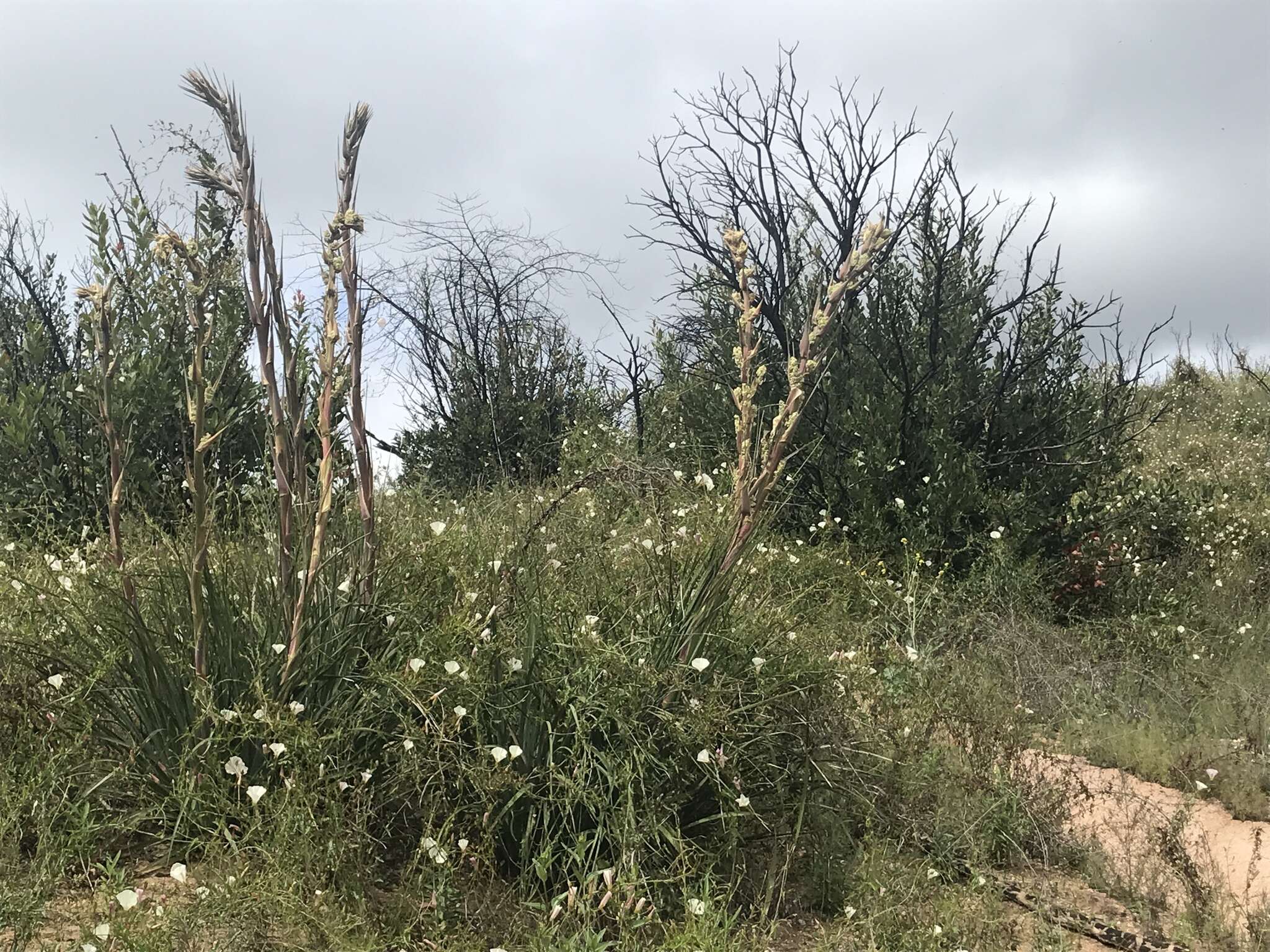 Image of Peninsular beargrass