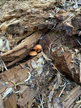 Image of Chrysomphalina aurantiaca (Peck) Redhead 1987