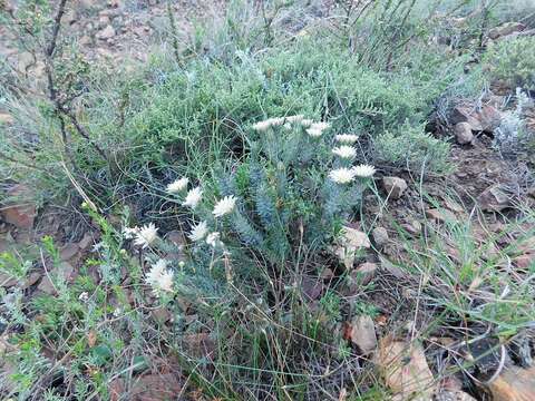 Imagem de Phylica calcarata Pillans