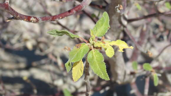 Image of Bursera hindsiana (Benth.) Engl.