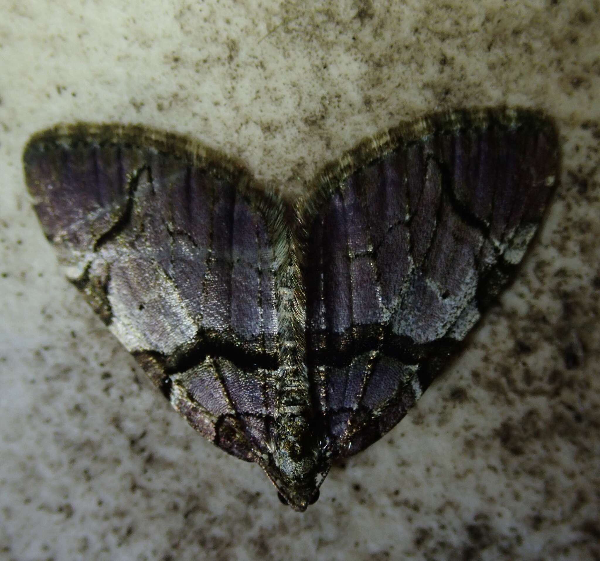 Plancia ëd Anticlea derivata Schiffermüller 1775