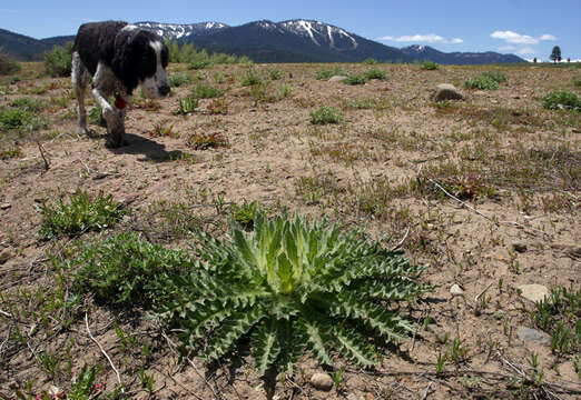 Image of Cirsium scariosum var. americanum (A. Gray) D. J. Keil