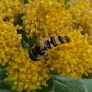 Image of Syrphid fly