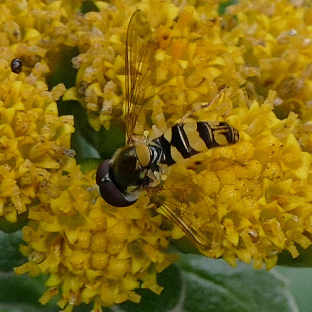 صورة Allograpta exotica (Wiedemann 1830)