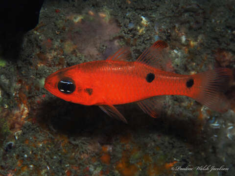 Image of Twospot Cardinalfish