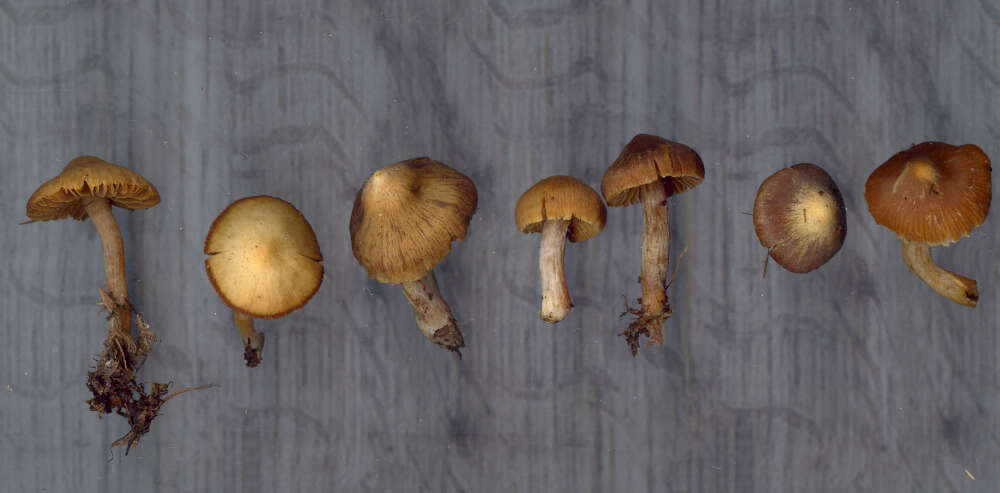 Image of Cortinarius mammillatus Kałucka, Kytöv., Niskanen & Liimat.