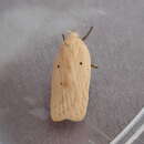 Image de Agonopterix kaekeritziana Linnaeus 1767