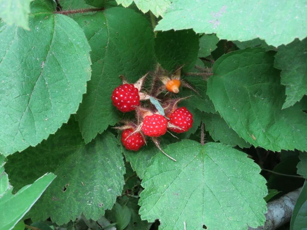 Image of Japanese wineberry