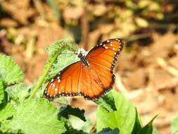 Sivun Danaus (Anosia) eresimus subsp. montezuma Talbot 1943 kuva