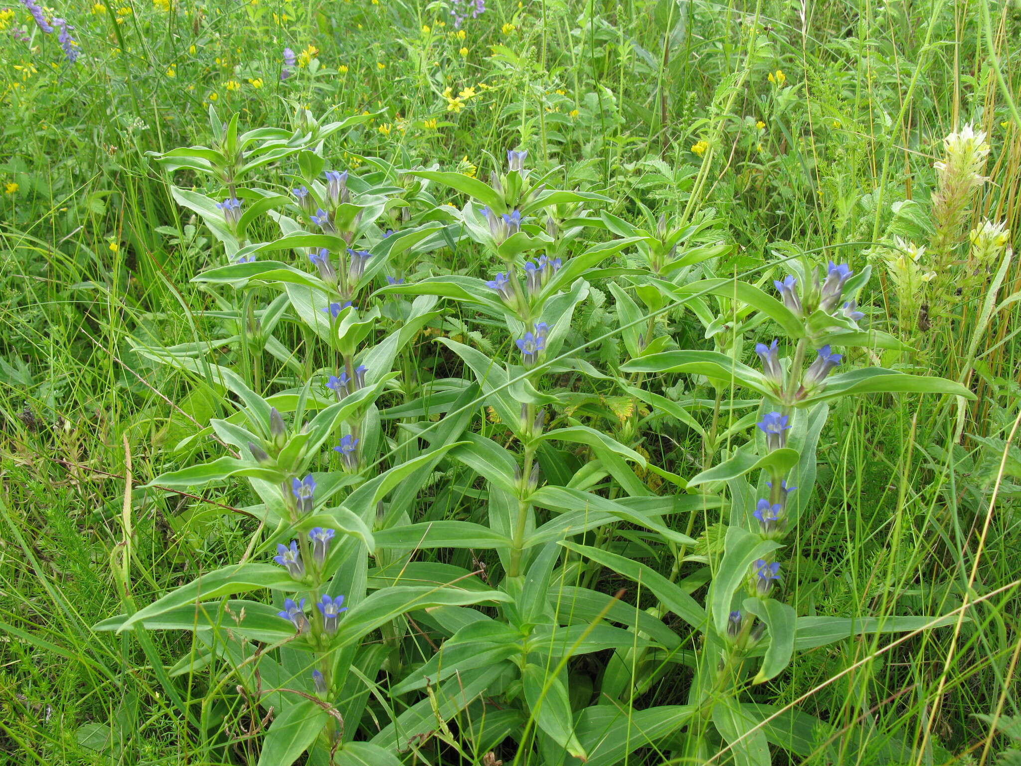 Image of Cross gentian