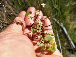 Слика од Scandia geniculata (Forst. fil.) J. W. Dawson