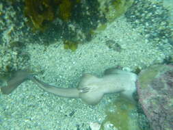 Image of blind sharks