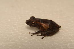 Image of Pristimantis nietoi Arteaga-Navarro, Pyron, Peñafiel, Romero-Barreto, Culebras, Bustamante & Yánez-Muñoz et al. 2016