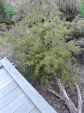 Imagem de Podocarpus totara G. Benn. ex D. Don