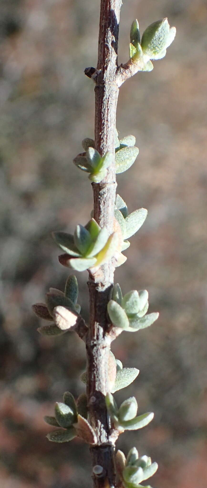 Imagem de Pteronia erythrochaeta DC.