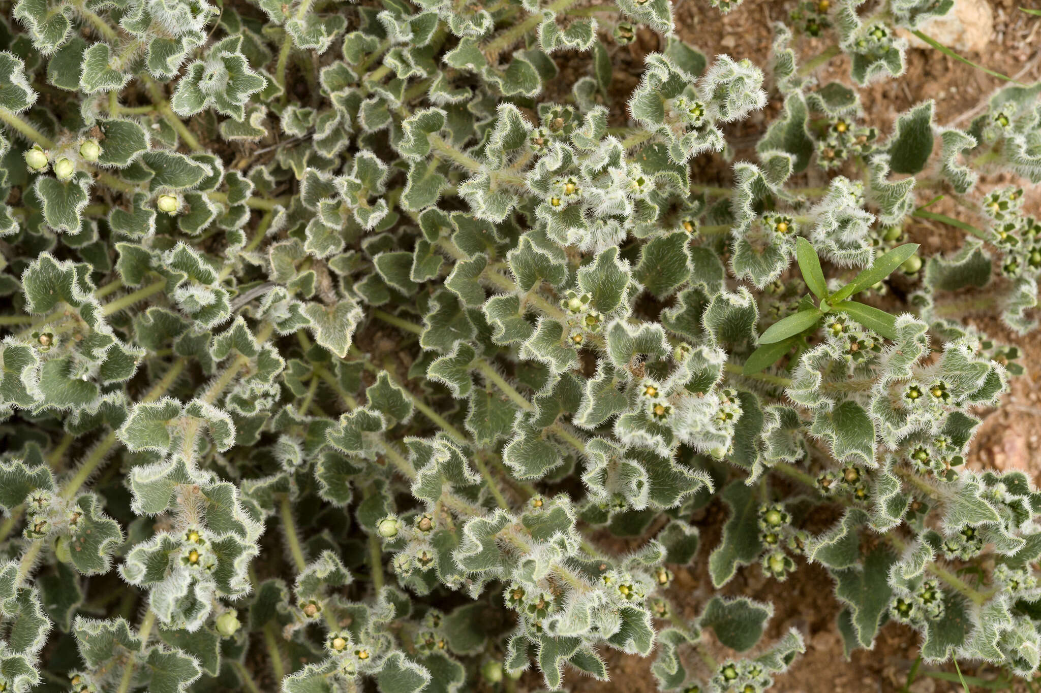 Image of Matelea chihuahuensis (A. Gray) R. E. Woodson