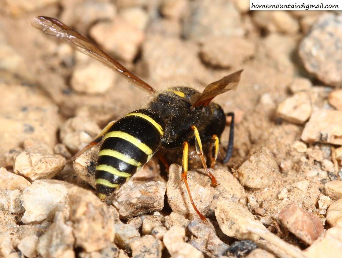 Image of Ancistrocerus oviventris (Wesmael 1836)