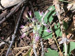 Image of dusky onion